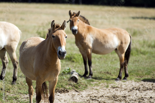 Przewalski s  rare horse breed 