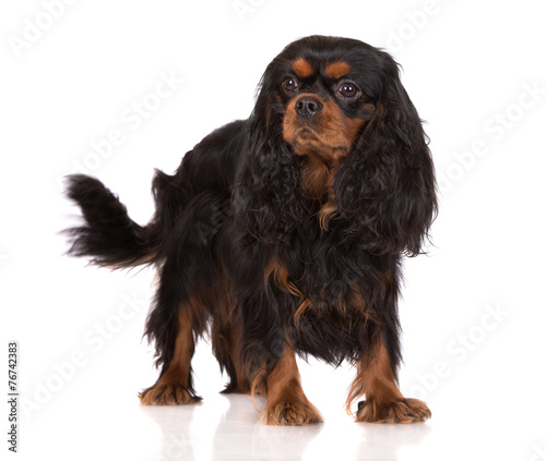 Photo black and tan cavalier king charles spaniel dog