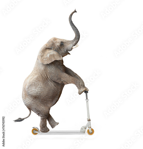 African elephant (Loxodonta africana) riding a push scooter.
