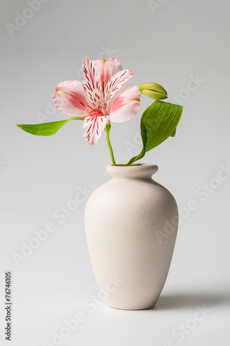 lily in vase photo