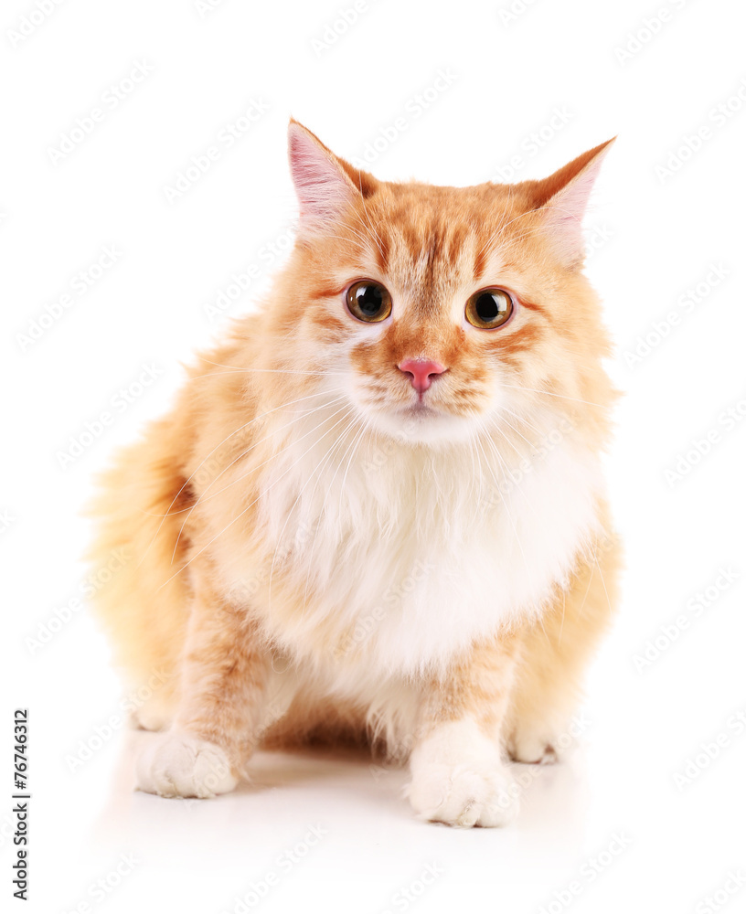 Obraz premium Red cat isolated on white background