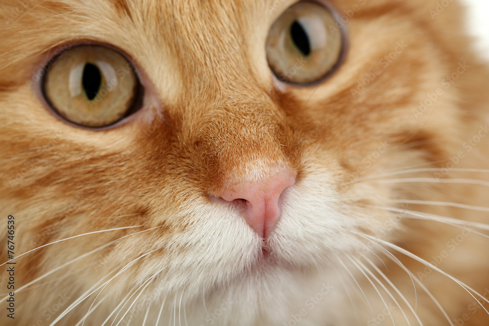 Portrait of red cat, closeup