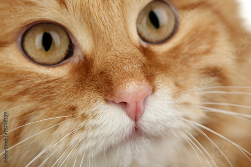Portrait of red cat, closeup
