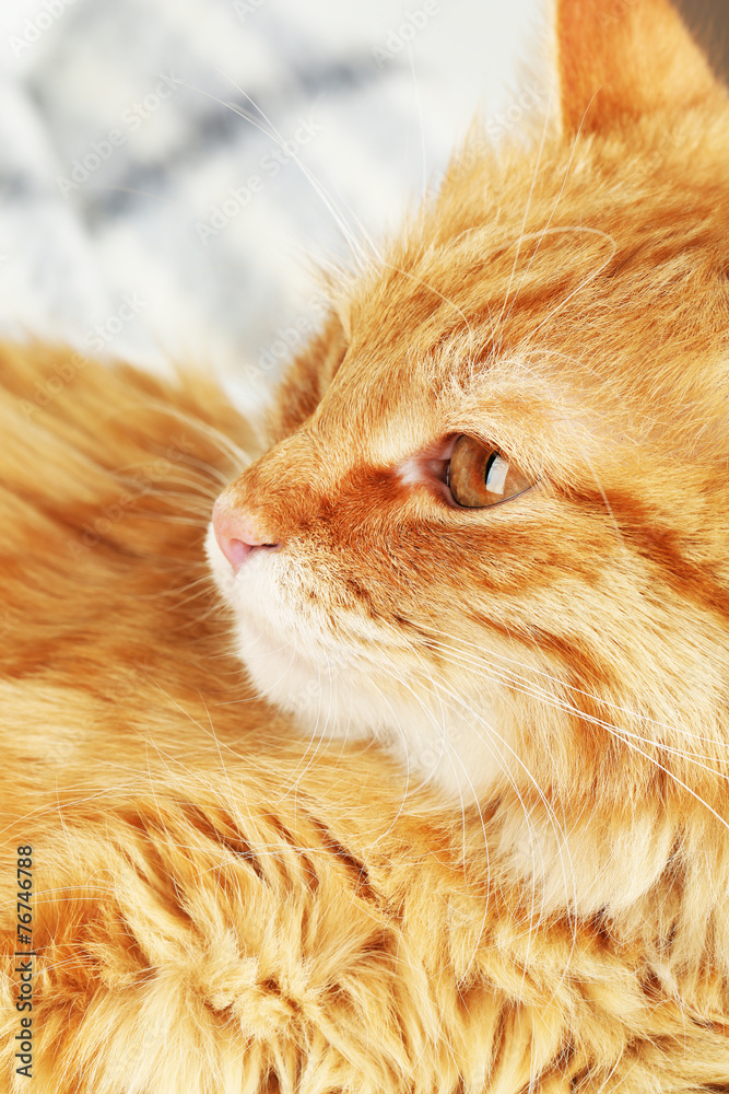 Fototapeta premium Red cat on warm plaid, closeup