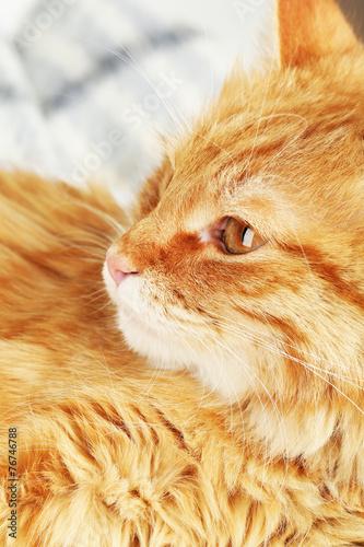 Red cat on warm plaid, closeup