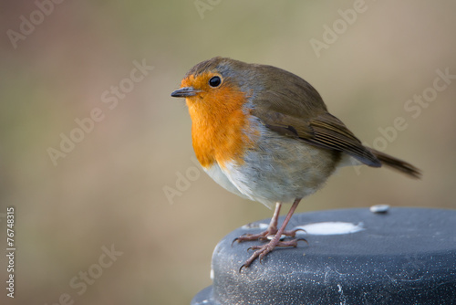 robin © kamil boberski