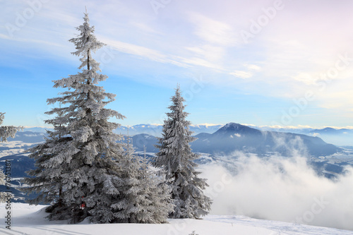 snow-covered fir on the hillside