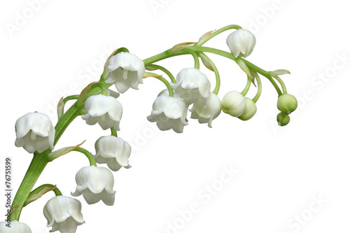 brin de muguet photo