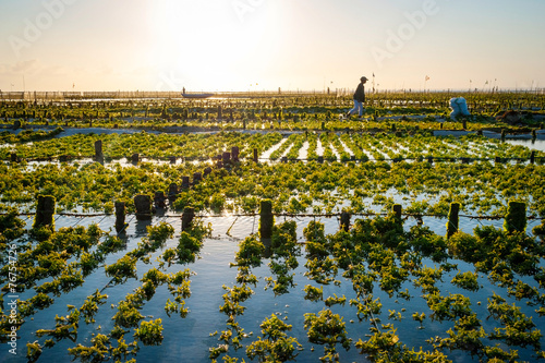 Algae farm field in Indonesia