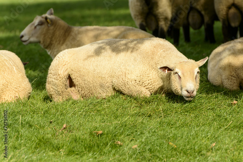 Romney Marsh sheep 03 © hal_pand_108