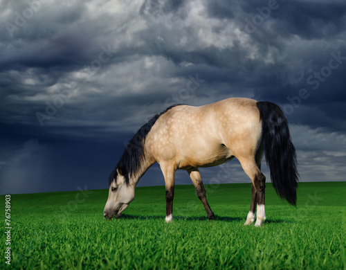 Arabian pony on a meadow before a thunder-storm