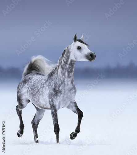 Arabian horse in motion on snow field © Kseniya Abramova