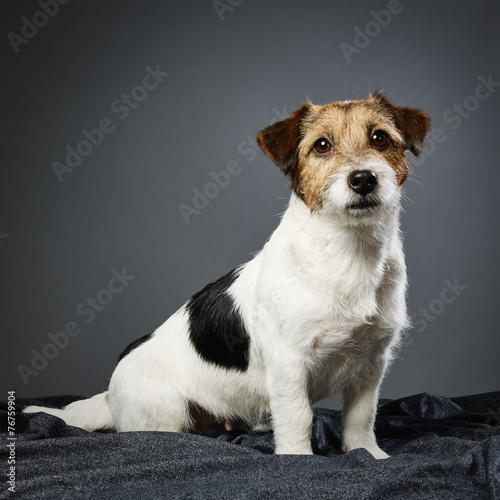 Jack Russell terrier female