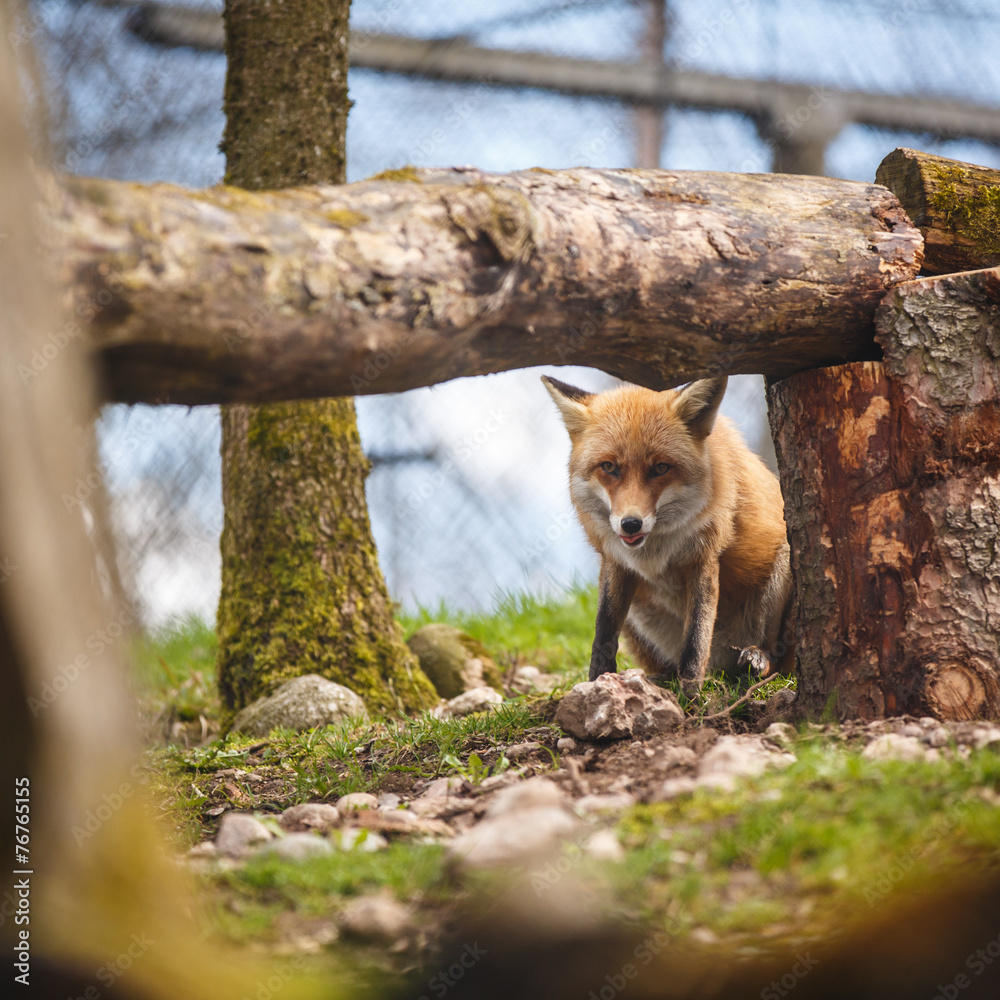 Obraz premium Red Fox (Vulpes vulpes)