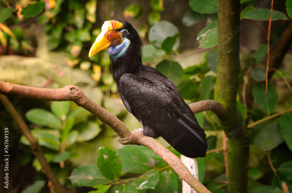 Fototapeta premium Helmhornvogel (Aceros cassidix)