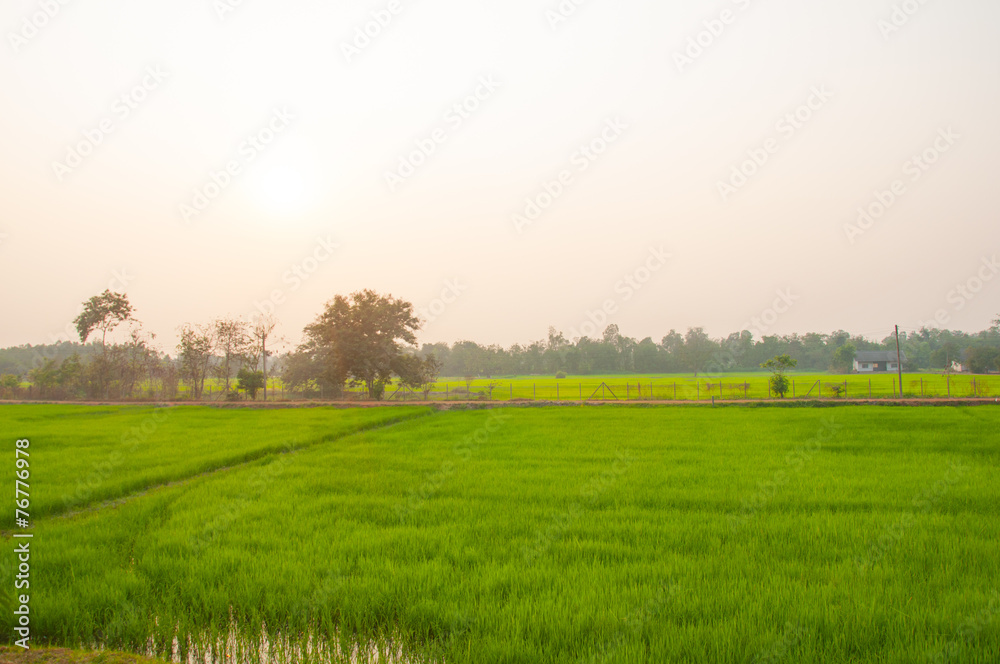 Paddy field with sunrise background