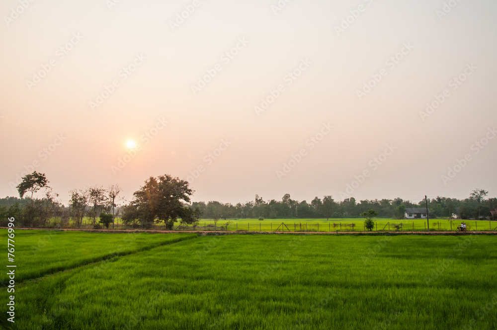 Paddy field with sunrise background