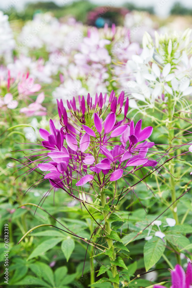 Fototapeta premium Pink And White Spider flower(Cleome hassleriana) in the garden