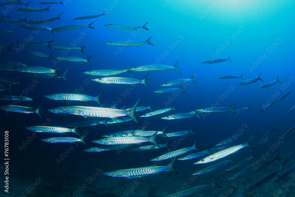 Fototapeta premium Barracuda Fish