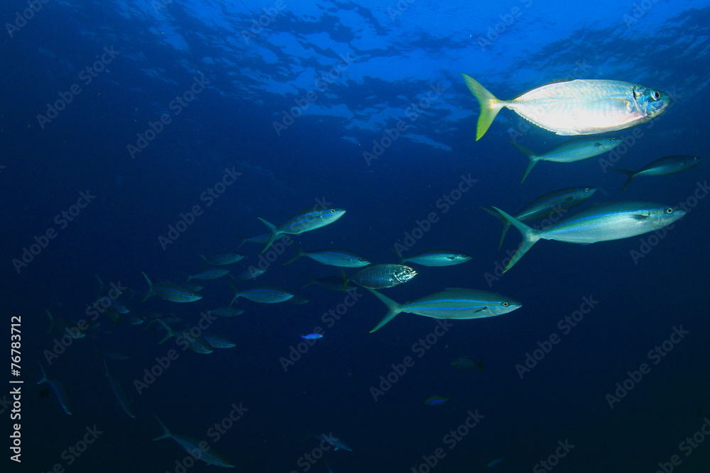 Fototapeta premium Sardines fish school in ocean