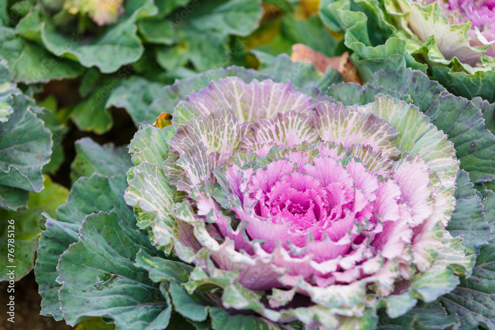 Obraz premium Purple lettuce plant