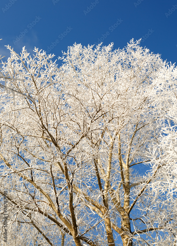 tree branches covered with snow