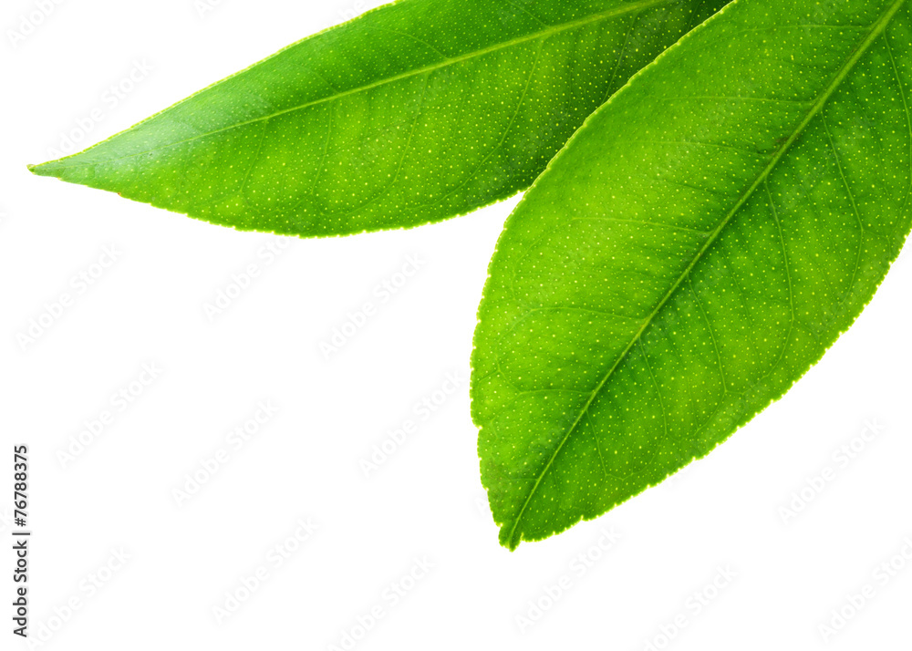 Obraz premium Citrus leaves