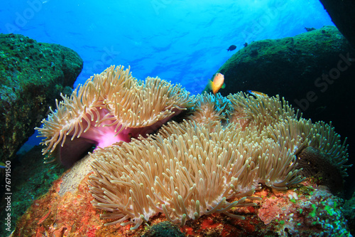 Anemone on coral reef