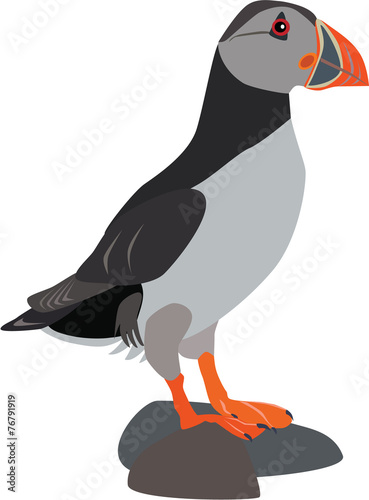 cute puffin standing on a stone vector