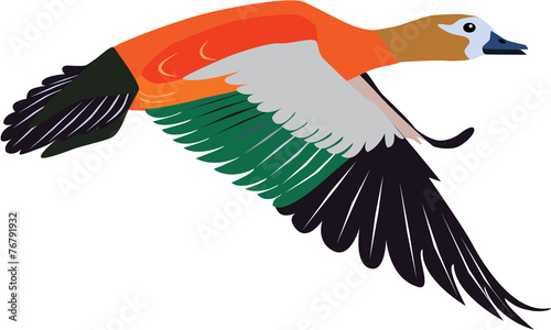 colorful flying ruddy shelduck vector