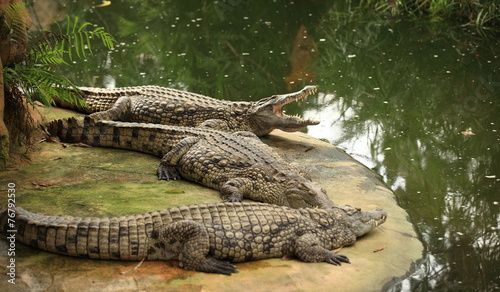 crocodiles du nil