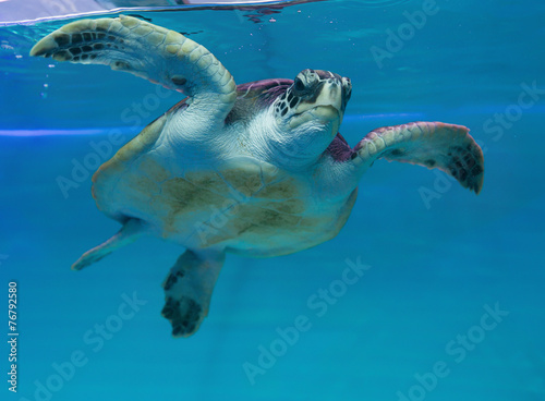 see turtle swimming in aqurium © Freer