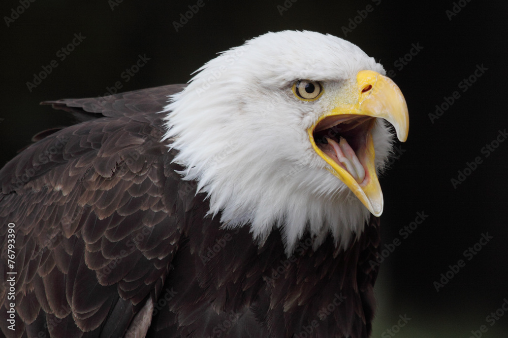 Fototapeta premium bald eagle