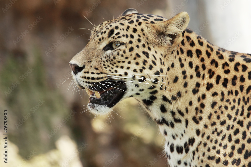 leopard leopard