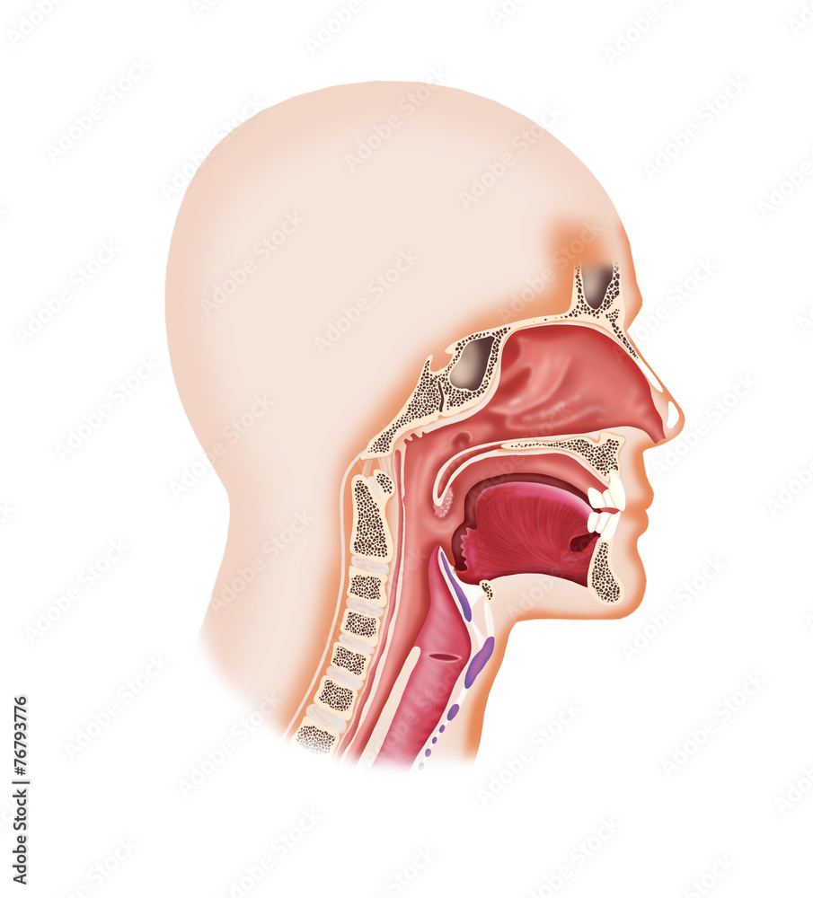 Fototapeta premium Larynx system