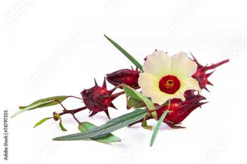 Fototapeta Naklejka Na Ścianę i Meble -  Roselle flower and fruits on white background.
