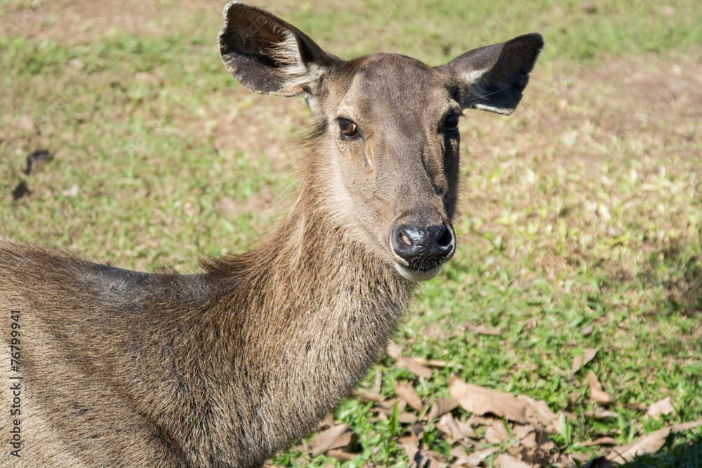 Deer in Khao Yai National Park, Thailand