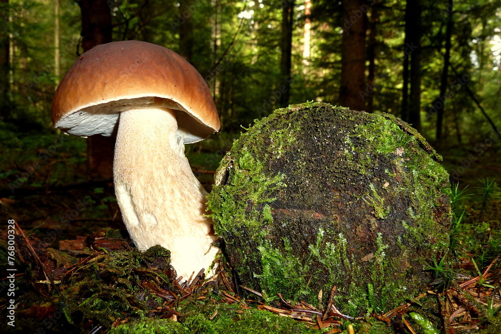 Fototapeta premium Steinpilz wächst neben Baumstamm