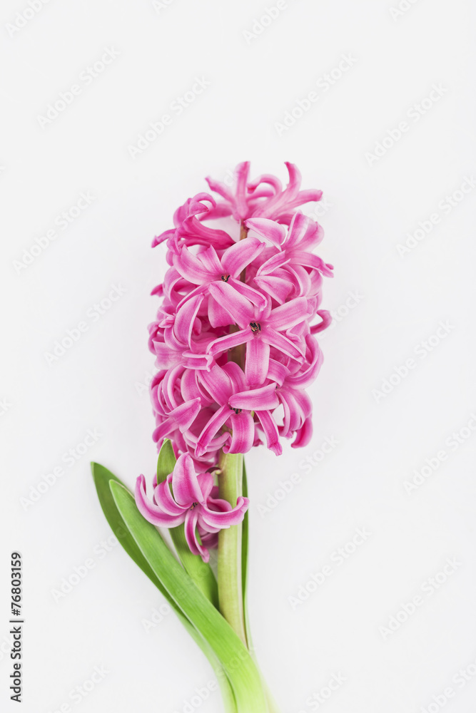 Obraz premium Hyazinthe (Hyacinthus)