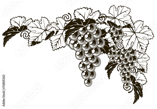 Grapes vintage style design