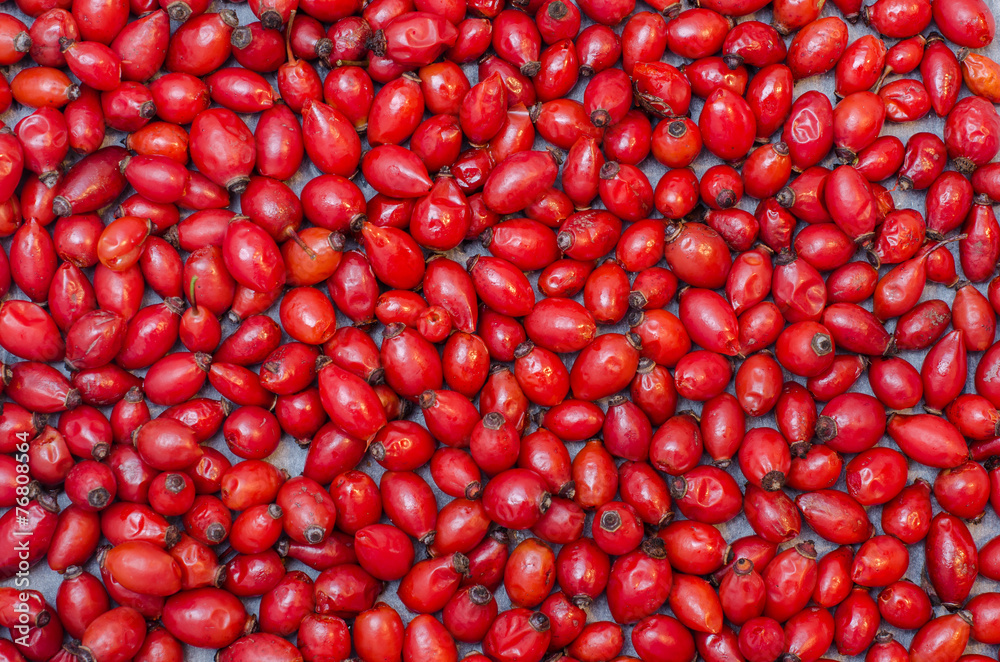 Many rose-hip berries Many rose-hip berries