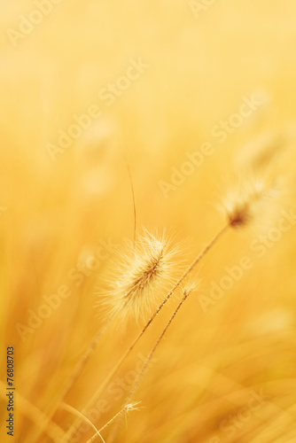 Natural Abstract Background