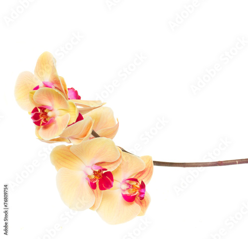 Fototapeta Naklejka Na Ścianę i Meble -  orange  orchid branch