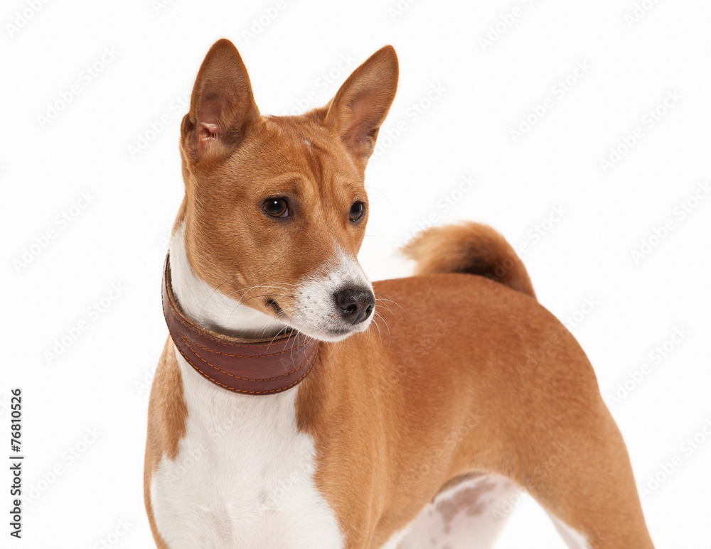 Young Basenji on white background