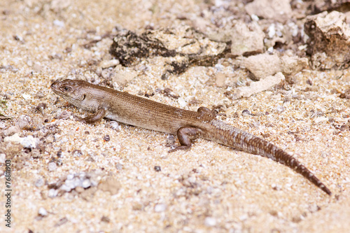 Lizard on the beach in western australia