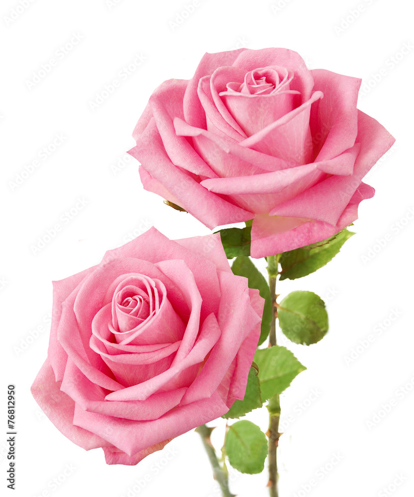 Obraz premium Bunch of pink roses isolated on white