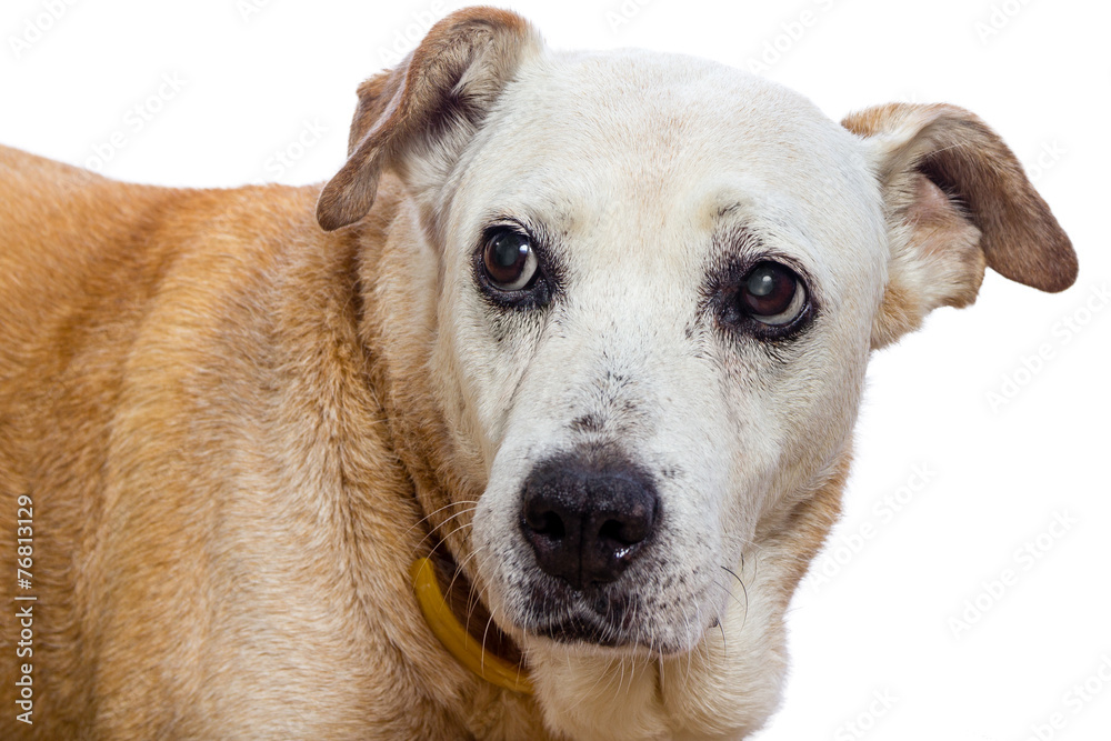 Old dog with expressive face on white background