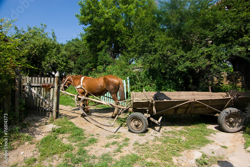brown horse with cart © Kabakova Tatyana