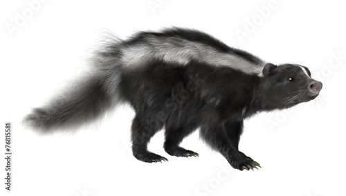 Skunk