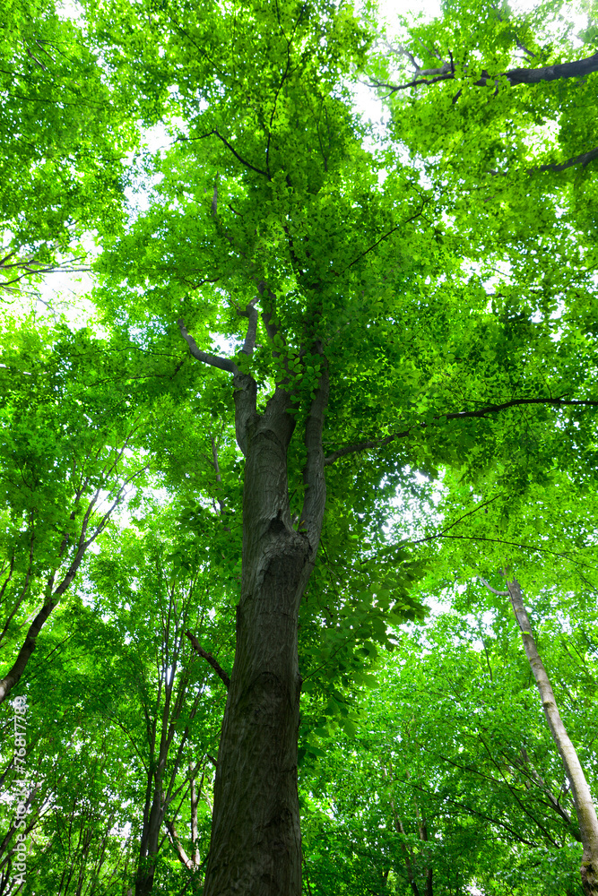 Fototapeta premium tree with green leaves (focus on the trunk)